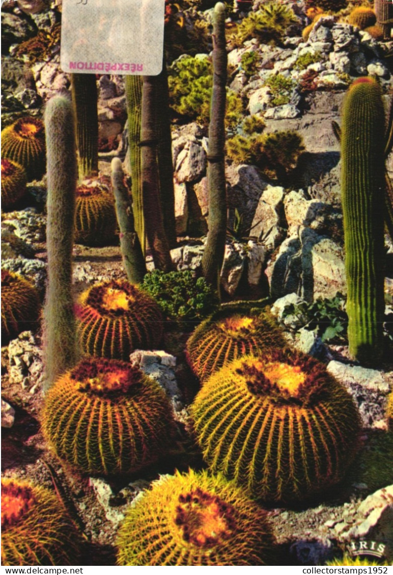 PLANTS, CACTUSSES, CACTI, EXOTIC GARDEN, FRANCE, POSTCARD - Cactus