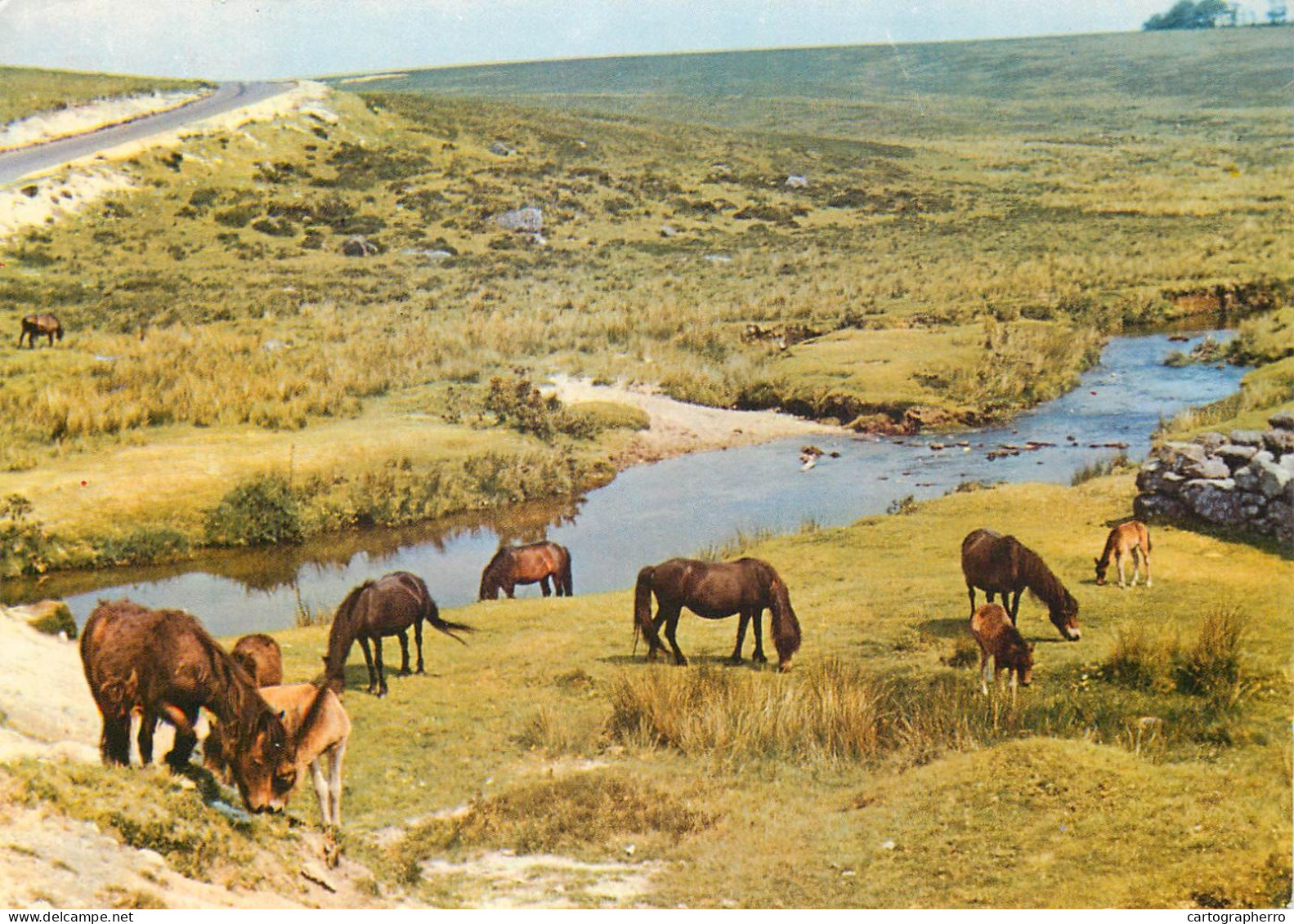 Postcard United Kingdom England Dartmoor Near Princetown Wild Horses Grazing - Dartmoor