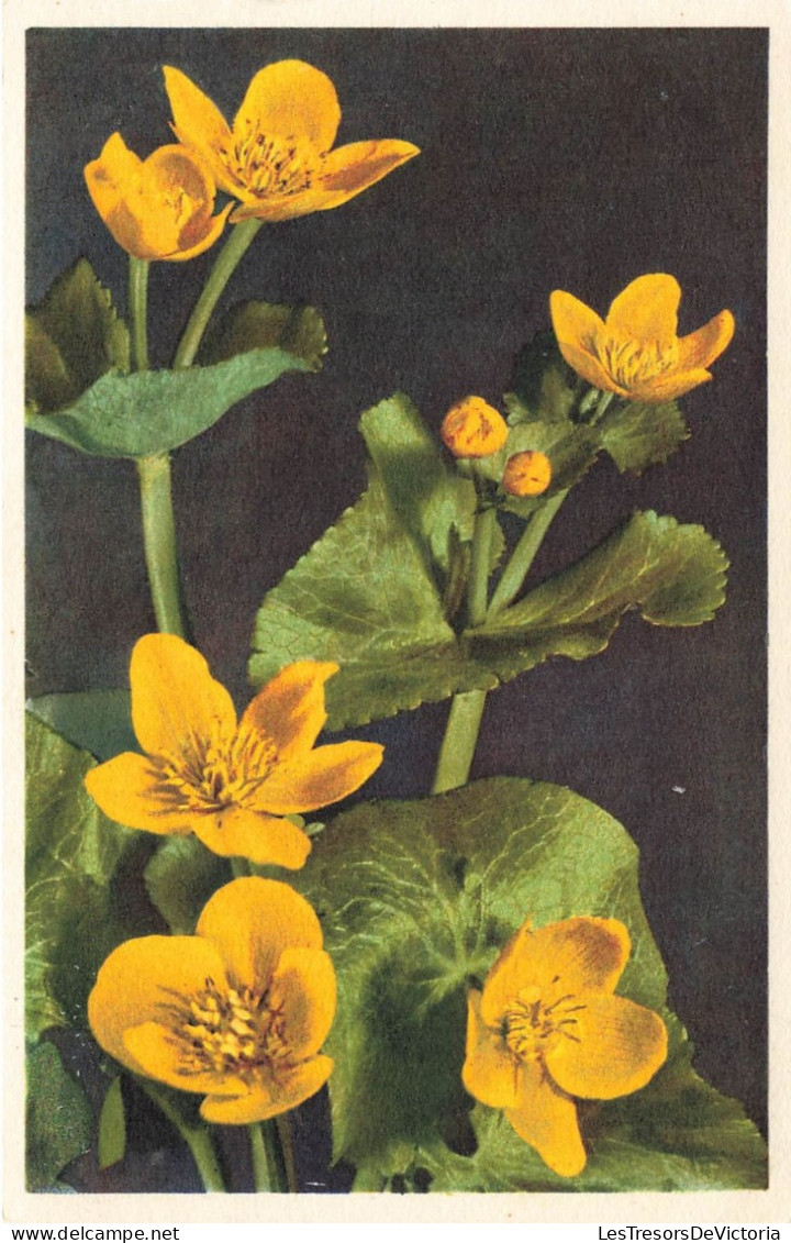 FLEURS PLANTES ARBRES - Fleurs - Caltha Palustris - Populage Des Marais - Carte Postale Ancienne - Flores