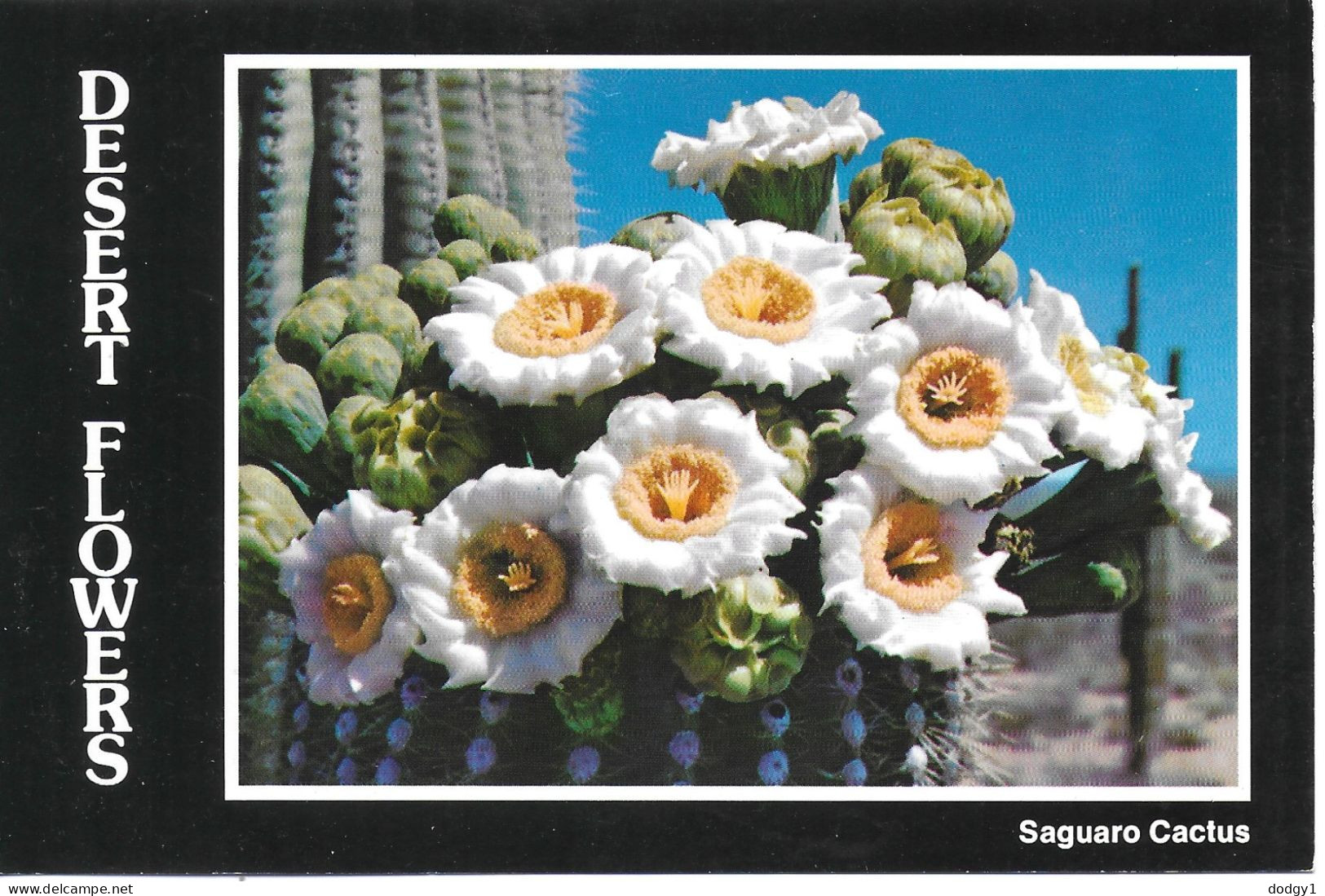 SAGUARO CACTUS, ARIZONA, UNITED STATES. UNUSED POSTCARD   Zq1 - Sukkulenten