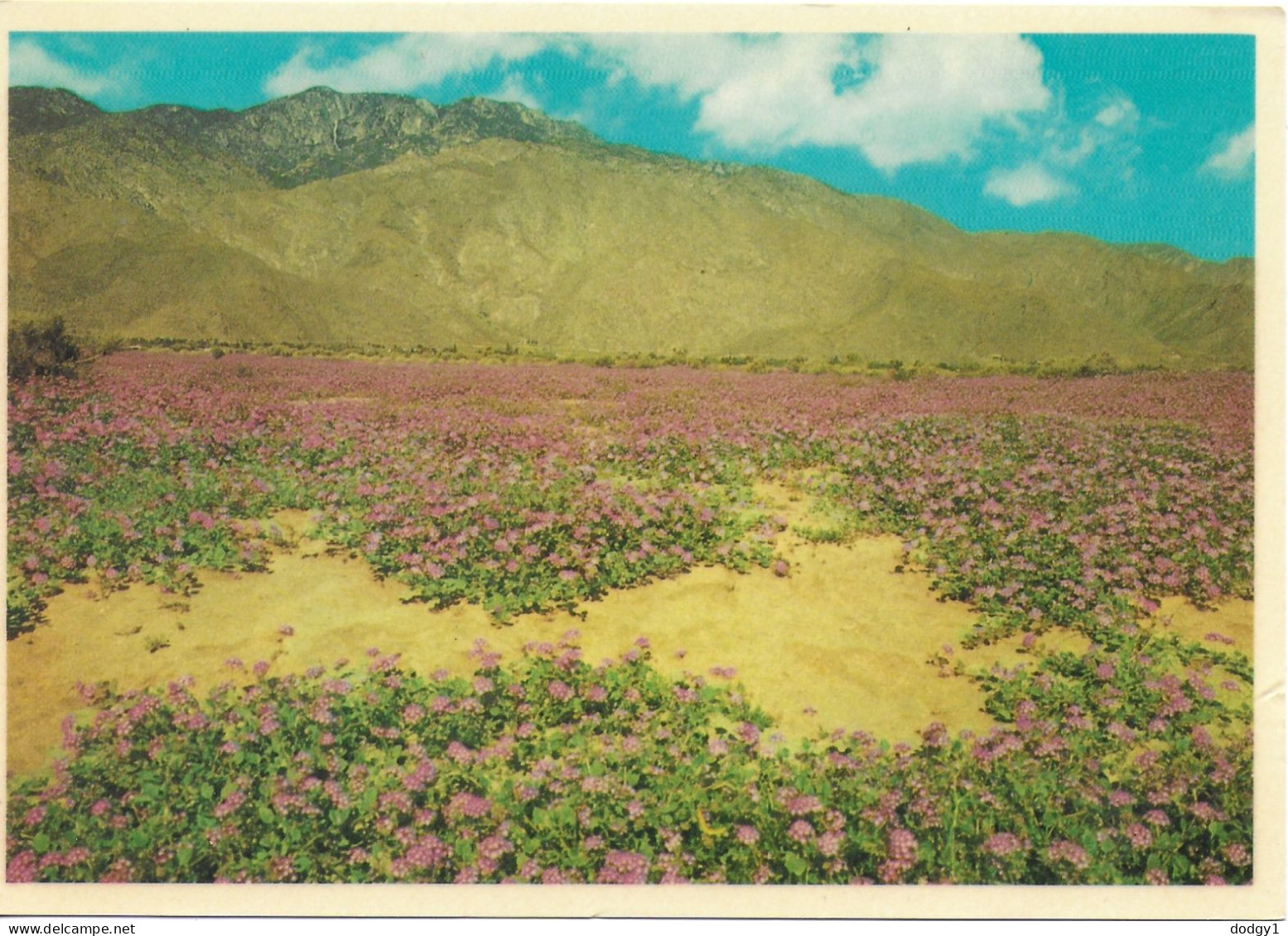 DESERT VERBENAS, ARIZONA, UNITED STATES. UNUSED POSTCARD   Zq1 - Cactus