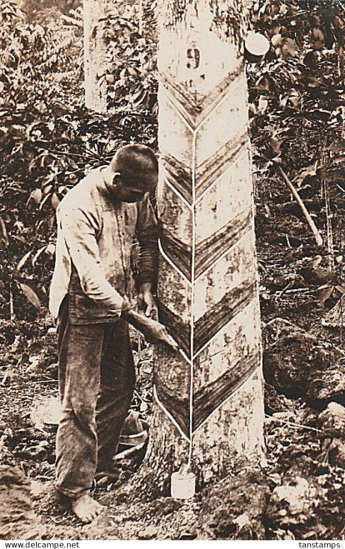 Western Samoa Tree Tapping Postcard Tattersall Studio REAL PHOTO - Samoa