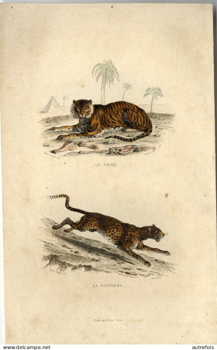 LE TIGRE LA PANTHERE  -  GRAVURE SUR ACIER REHAUSSEE A L AQUARELLE  -  PLANCHE   EDITEURS  FURNE PARIS XIX° - Wasserfarben