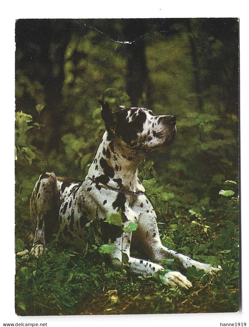 Dog Hond Chien Kalender 1988 Calendrier Htje - Small : 1981-90