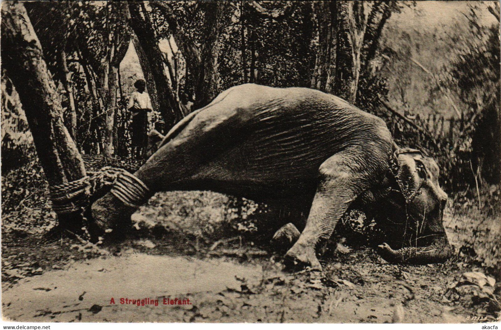 PC CEYLON SRI LANKA STRUGGLING ELEPHANT (a49738) - Sri Lanka (Ceylon)