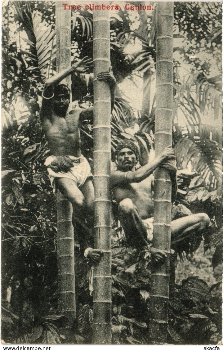 PC CEYLON SRI LANKA ETHNIC TYPES TREE CLIMBERS (a49744) - Sri Lanka (Ceylon)