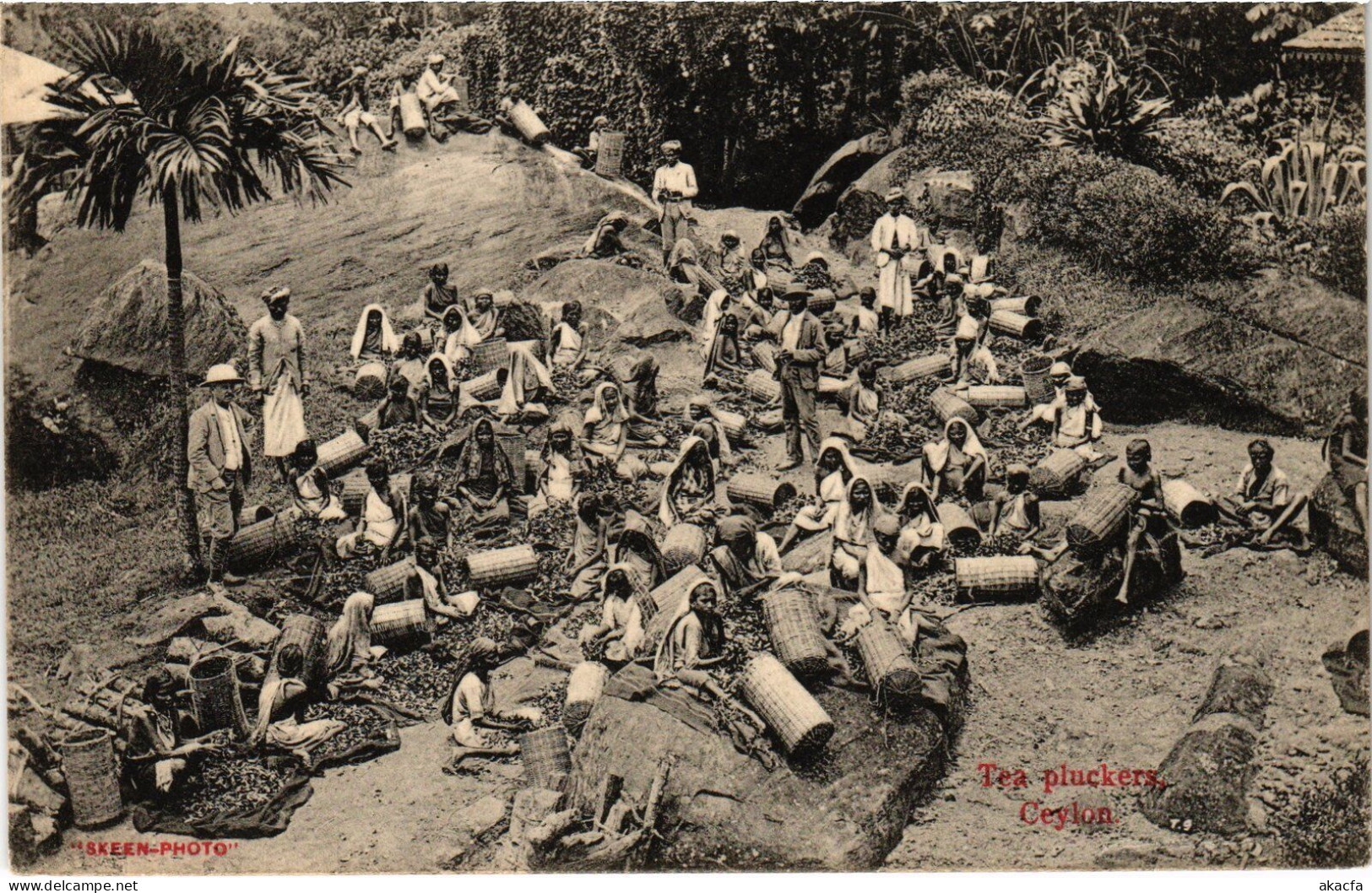 PC CEYLON SRI LANKA ETHNIC TYPES TEA PLUCKERS (a49743) - Sri Lanka (Ceylon)