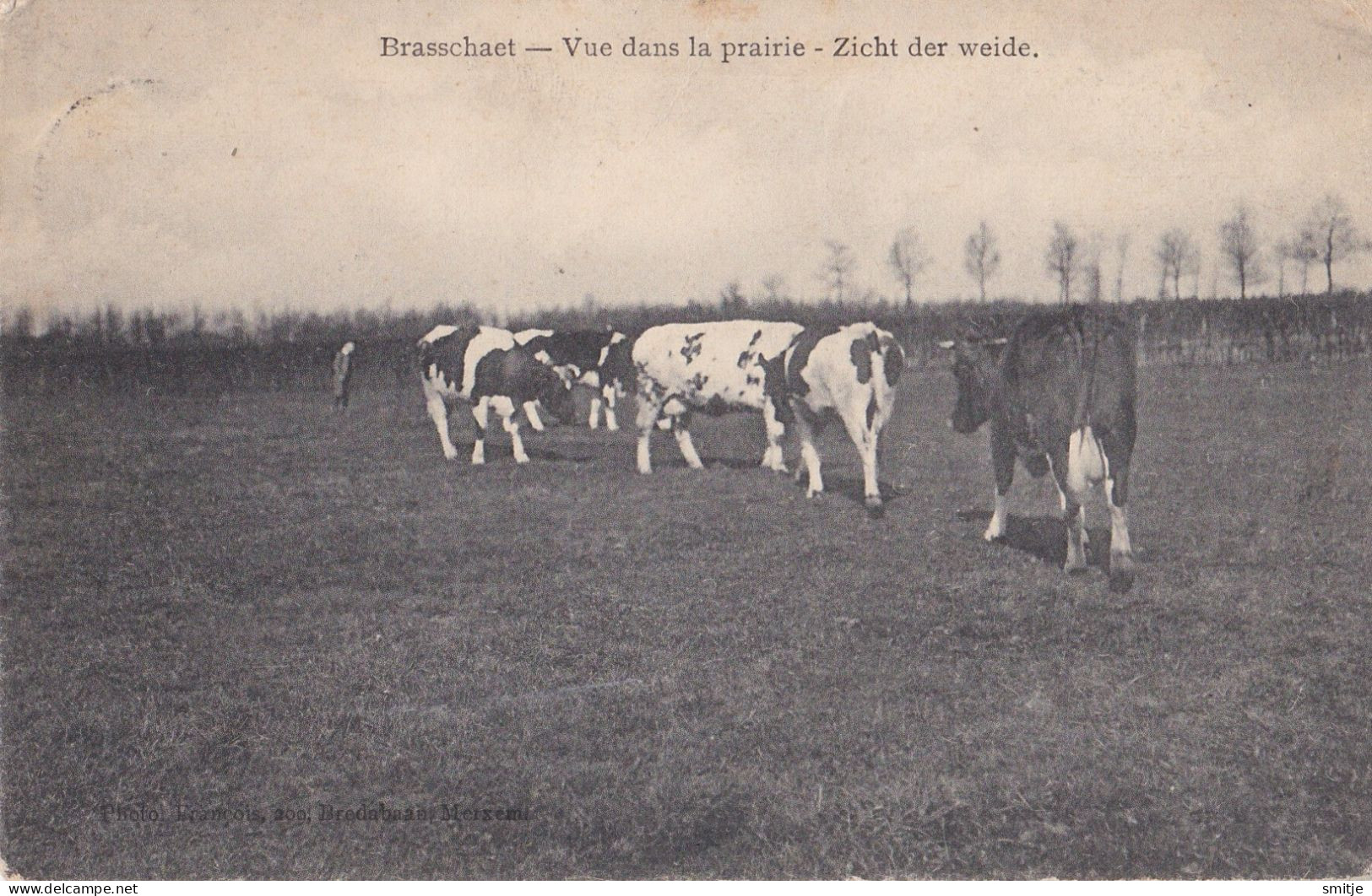 BRASSCHAAT 1908 VUE DANS LA PRAIRIE - VEE KOEIEN IN DE WEIDE - FRANCOIS MERKSEM - Brasschaat