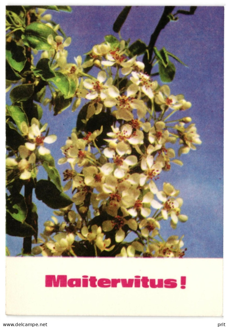 May 9th Greetings, Cherry Blossom, Tallinn Soviet Estonia 1975 Unused Vintage Postcard. Publisher Eesti Raamat - Estonie