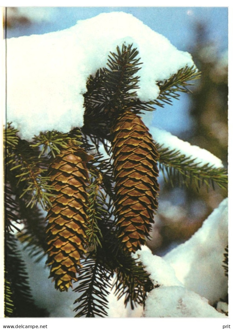 Happy New Year! Christmas Tree Fir Cones Snow 1987 Unused Vintage Postcard. Publ: Eesti Raamat, Tallinn Soviet Estonia - Estonie