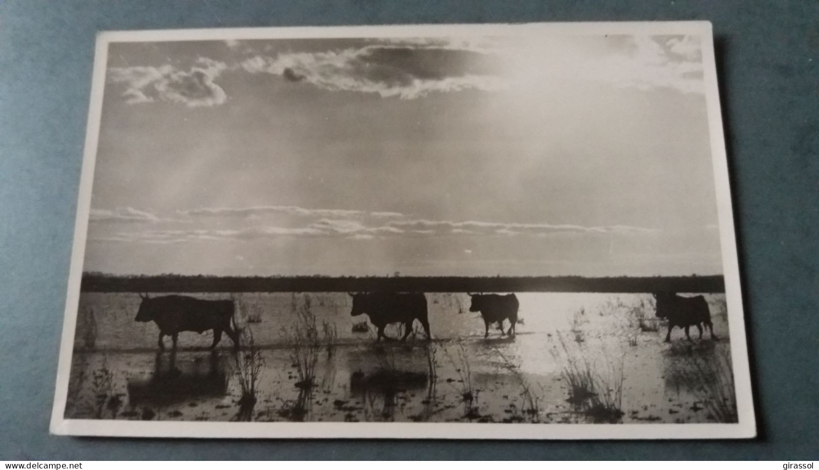 CPSM CAMARGUE TAUREAU TAUREAUX  PHOTO GEORGE ARLES - Tauri