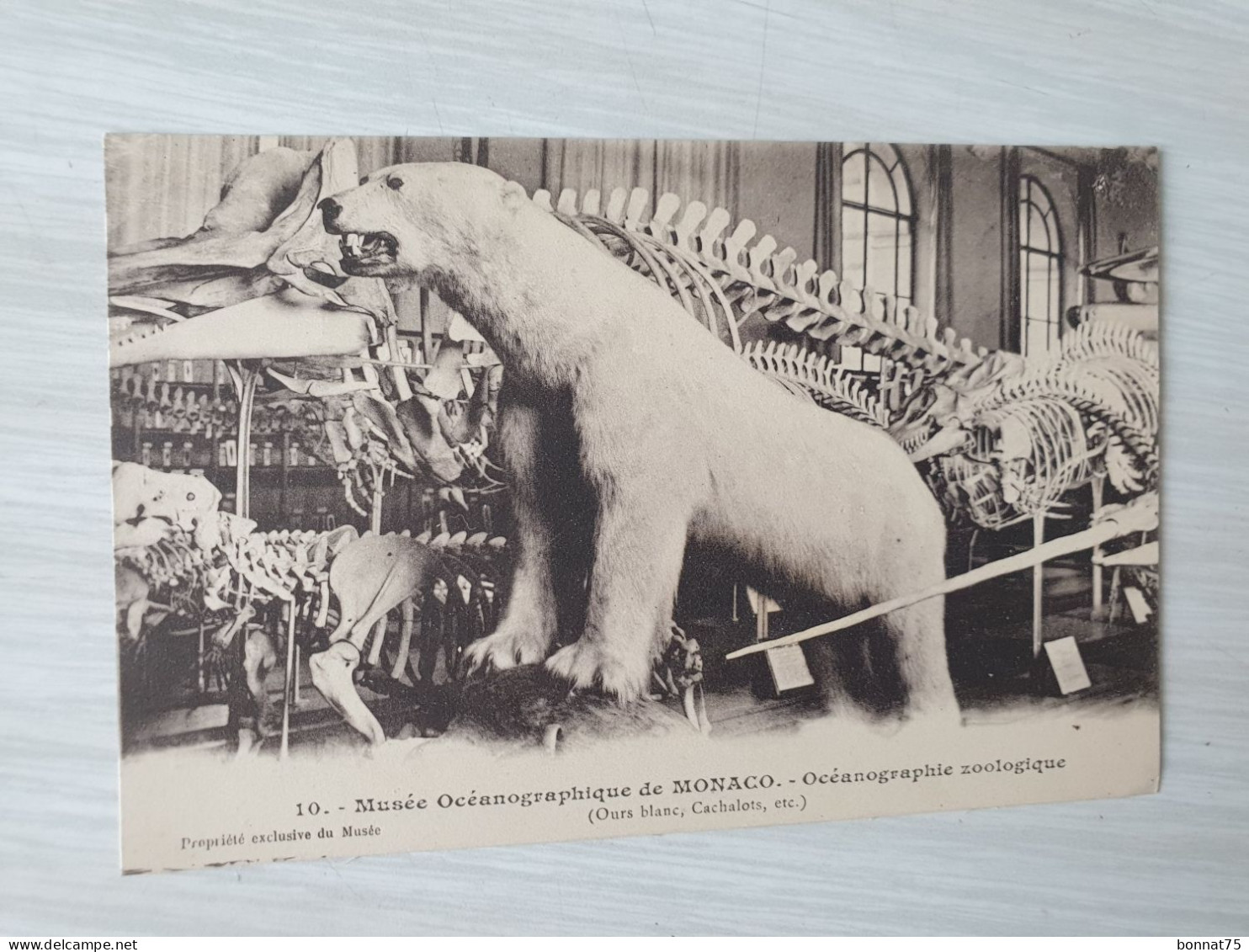 CPA N° 10- Musée Océanographique De MONACO- Ours Blanc-Cachelots- Etc ... - Museo Oceanografico