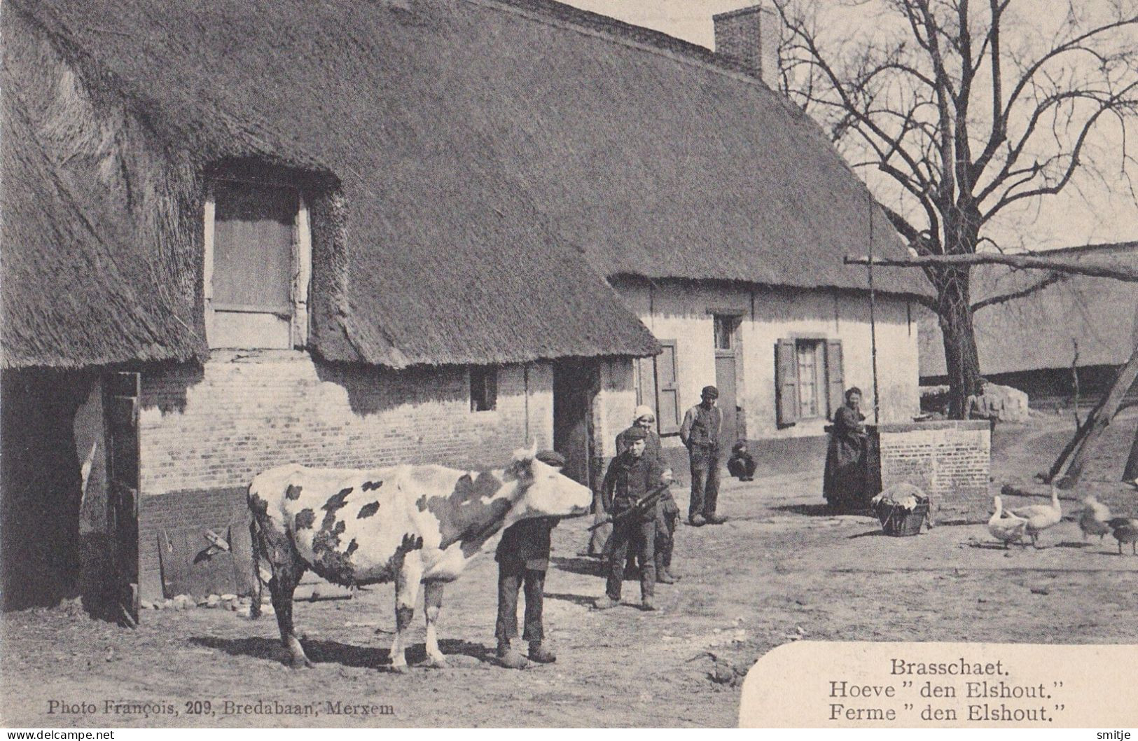 BRASSCHAAT HOEVE DEN ELSHOUT - MOOIE BOERDERIJ MET VEE KOE GANZEN - FRANCOIS MERKSEM - Brasschaat