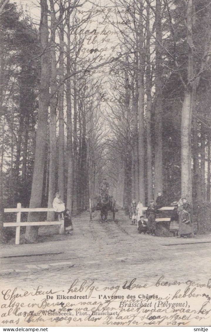 BRASSCHAAT POLYGONE 1905 DE EIKENDREEF RIJTUIG ATTELAGE - MOOIE ANIMATIE - ALS HOELEN KAPELLEN 701 ?? / VAN WESENBEECK - Brasschaat