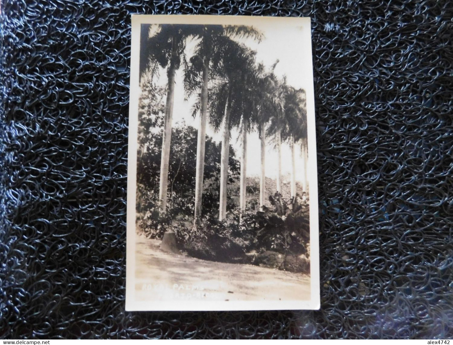 Puerto Rico / Porto Rico, Royal Palms (B20) - Puerto Rico