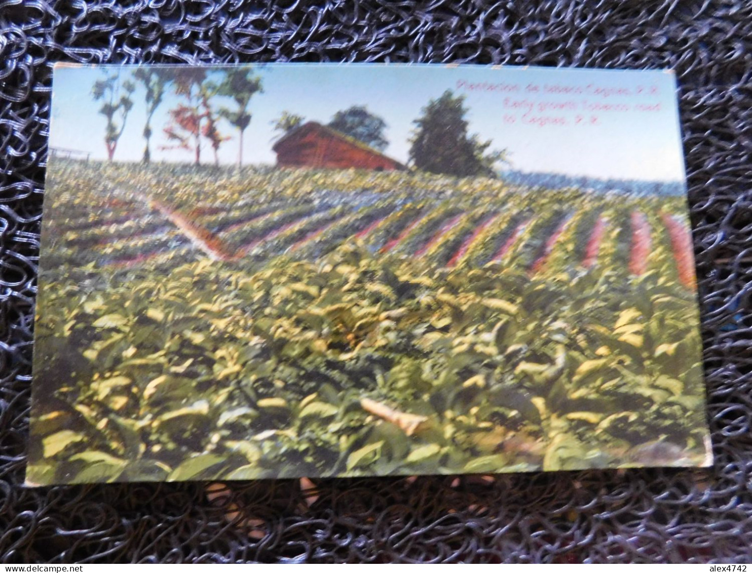 Puerto Rico / Porto Rico, Plantacion De Tabaco Cagnas  (B20) - Puerto Rico