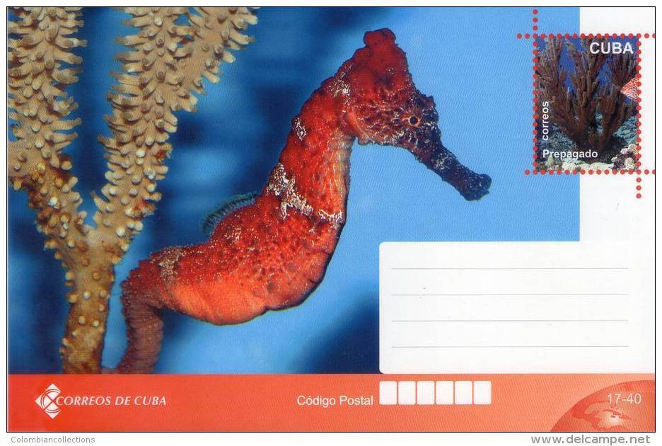 Lote TP32-2,  Cuba, 2011, Entero Postal, Postal Stationary, Caballito De Mar, Sea Horse, Fauna Post Card - Cartoline Maximum