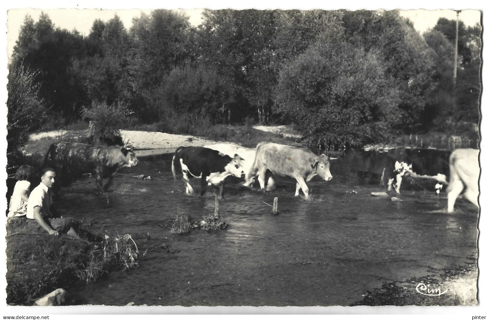 HERY - La Rivière, Le Serein Avec Troupeau Et Gardien, Vaches - Hery