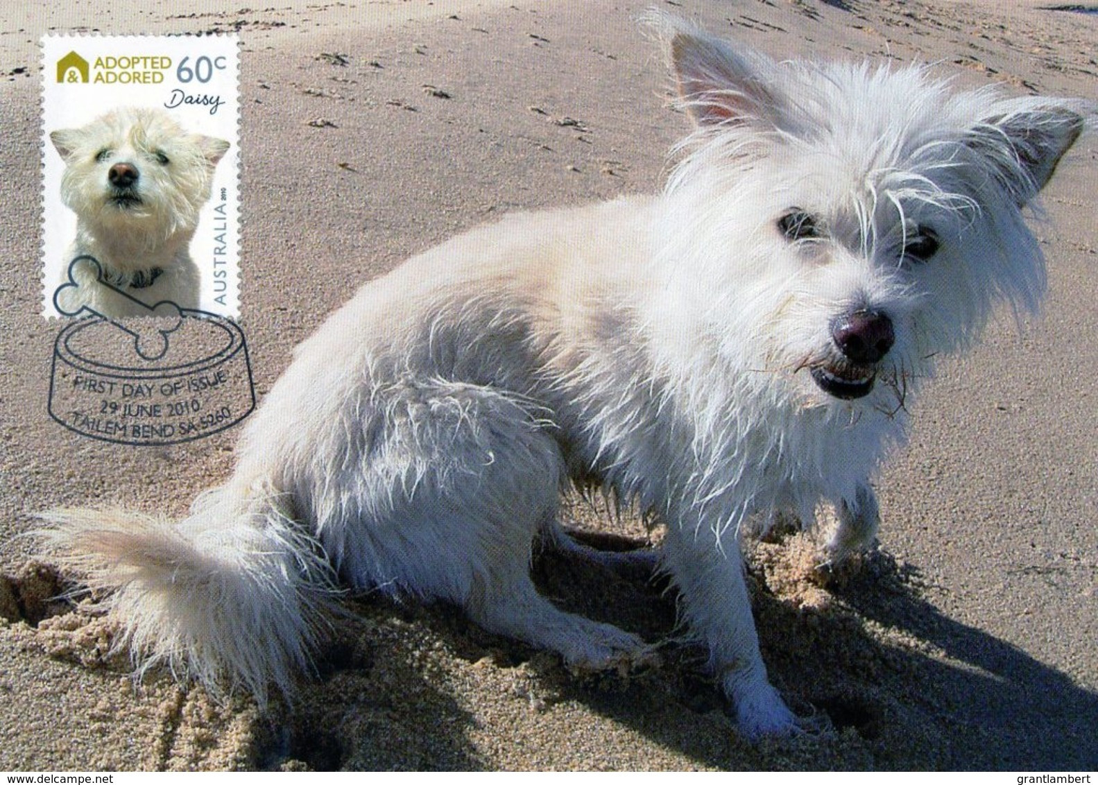 Australia 2010 Adopted And Adored - Dogs -  Daisy Maximum Card - Maximumkarten (MC)