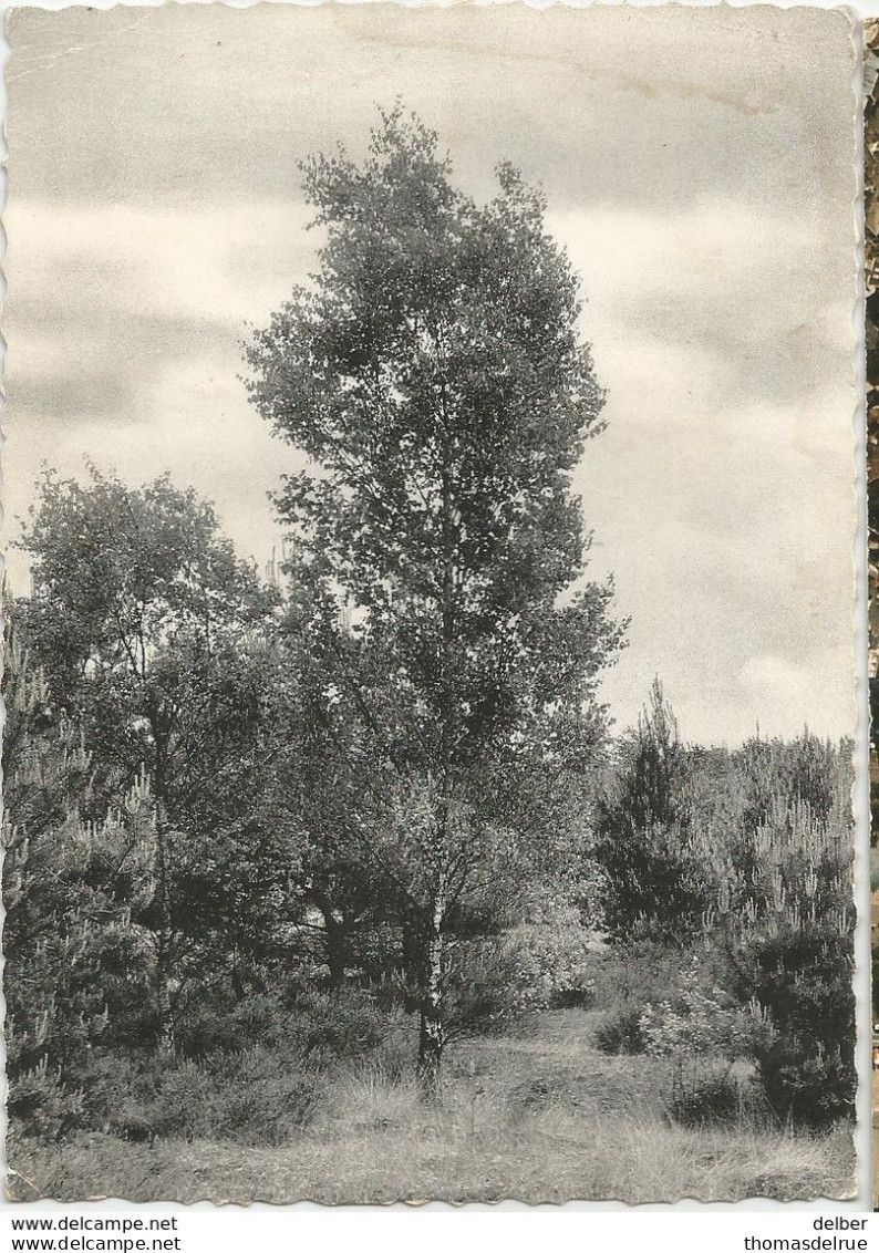 9Dp-756: PULDERBOS St Jozefspreventorium Wandelingen... De Postzegel Is Al Weg.. - Zandhoven