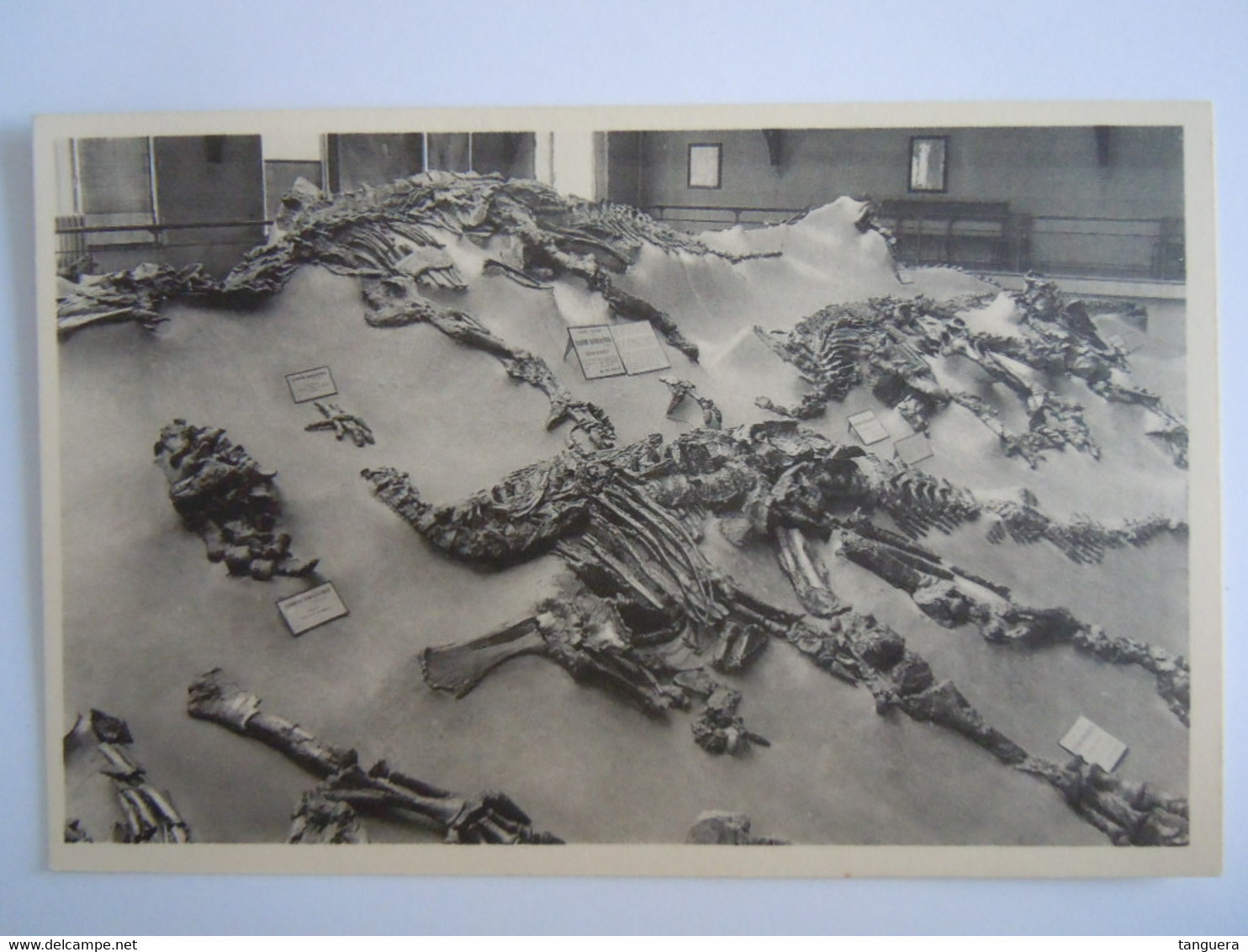 Bruxelles Musée D'historie Naturelle 12 Quelques Squelettes D'Iguanodons De Bernissart En Position De Gisement Dino Nels - Museums
