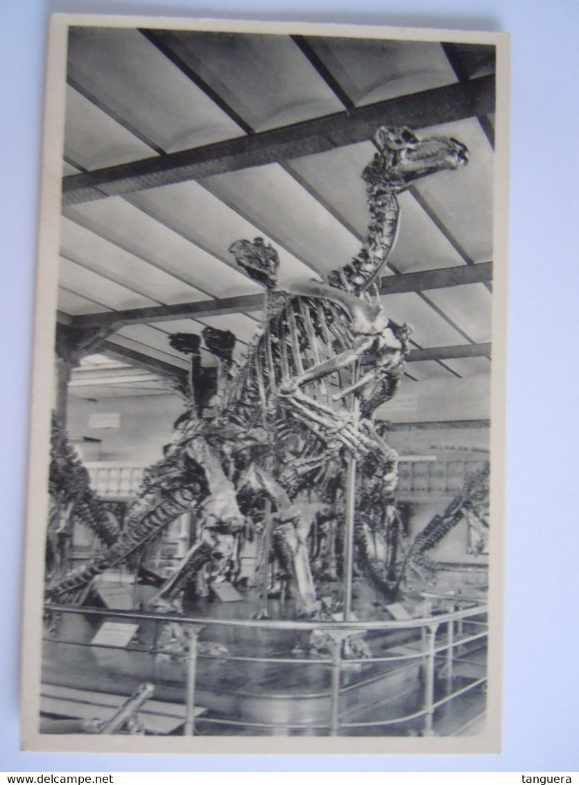 Bruxelles Musée D'historie Naturelle 13 Squelettes De L'Iguanodon De Bernissart Dino Nels - Museums