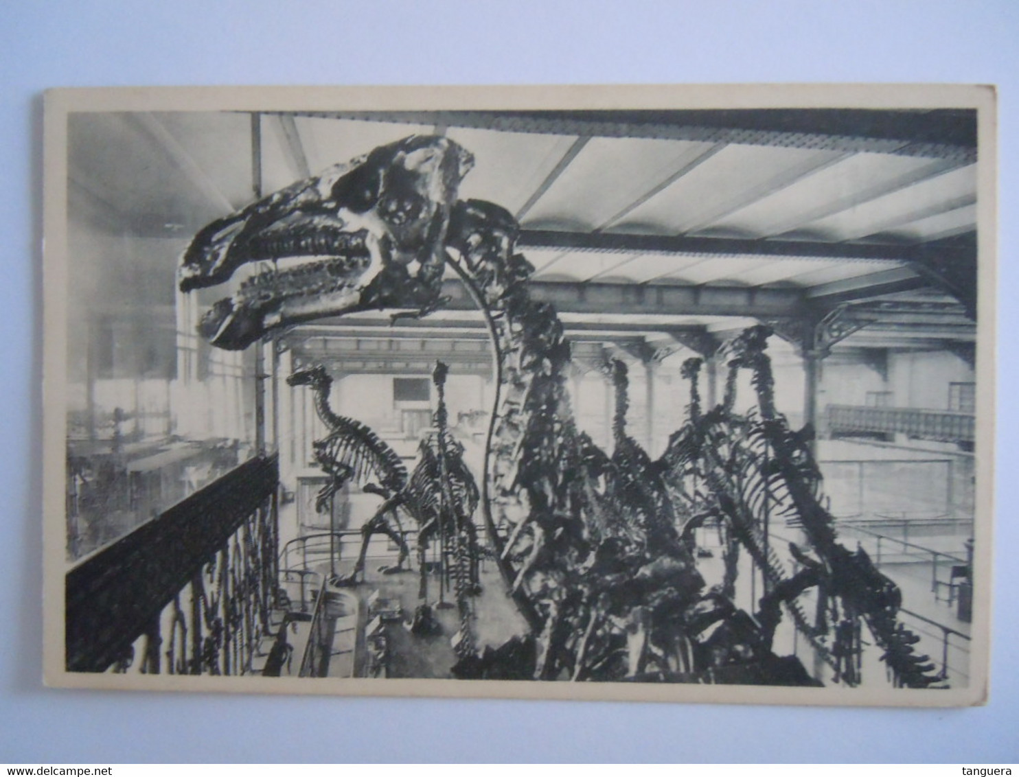 Bruxelles Musée D'historie Naturelle 17 Squelette Tête De L'un Des Iguanodons De Bernissart Reptile Dino Nels - Musea