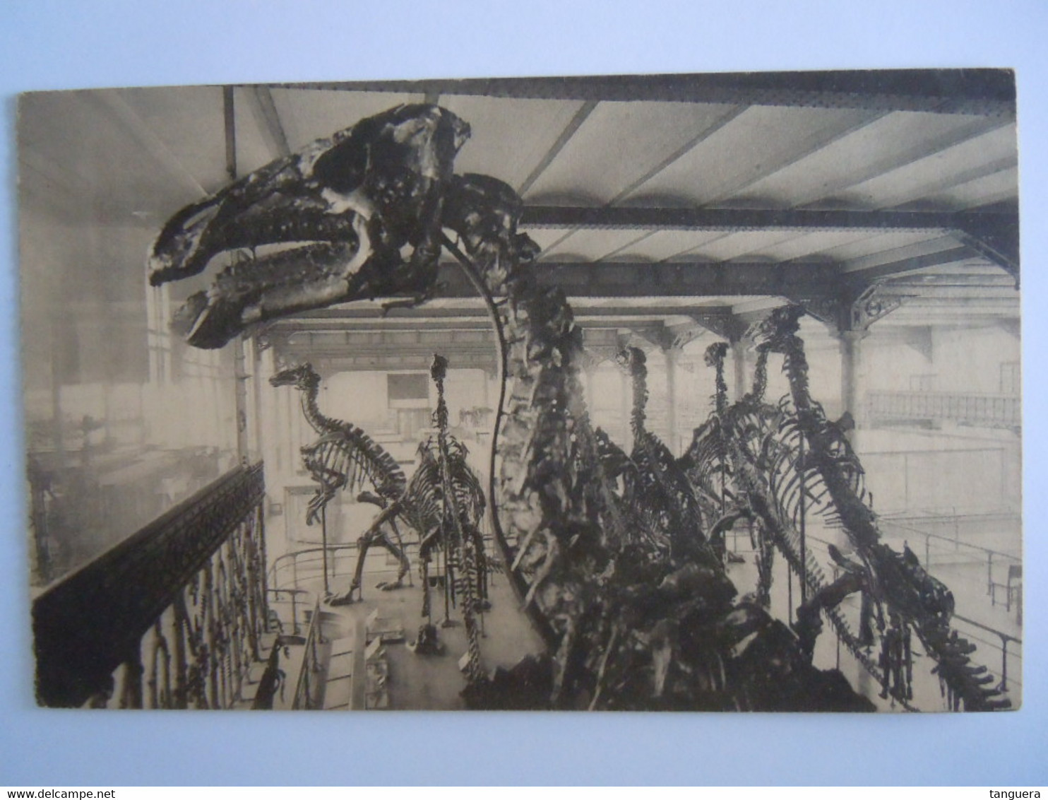 Bruxelles Musée D'historie Naturelle 17 Squelette Tête De L'un Des Iguanodons De Bernissart Reptile Dino Nels - Musei