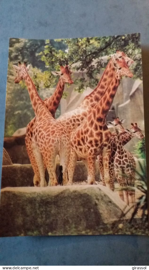CPSM GIRAFE GIRAFES AFRIQUE PAR ZOOLOGIQUE PARIS ZOO MUSEUM NATIONAL D HISTOIRE NATURELLE ED LA PHOTOLITH - Giraffes