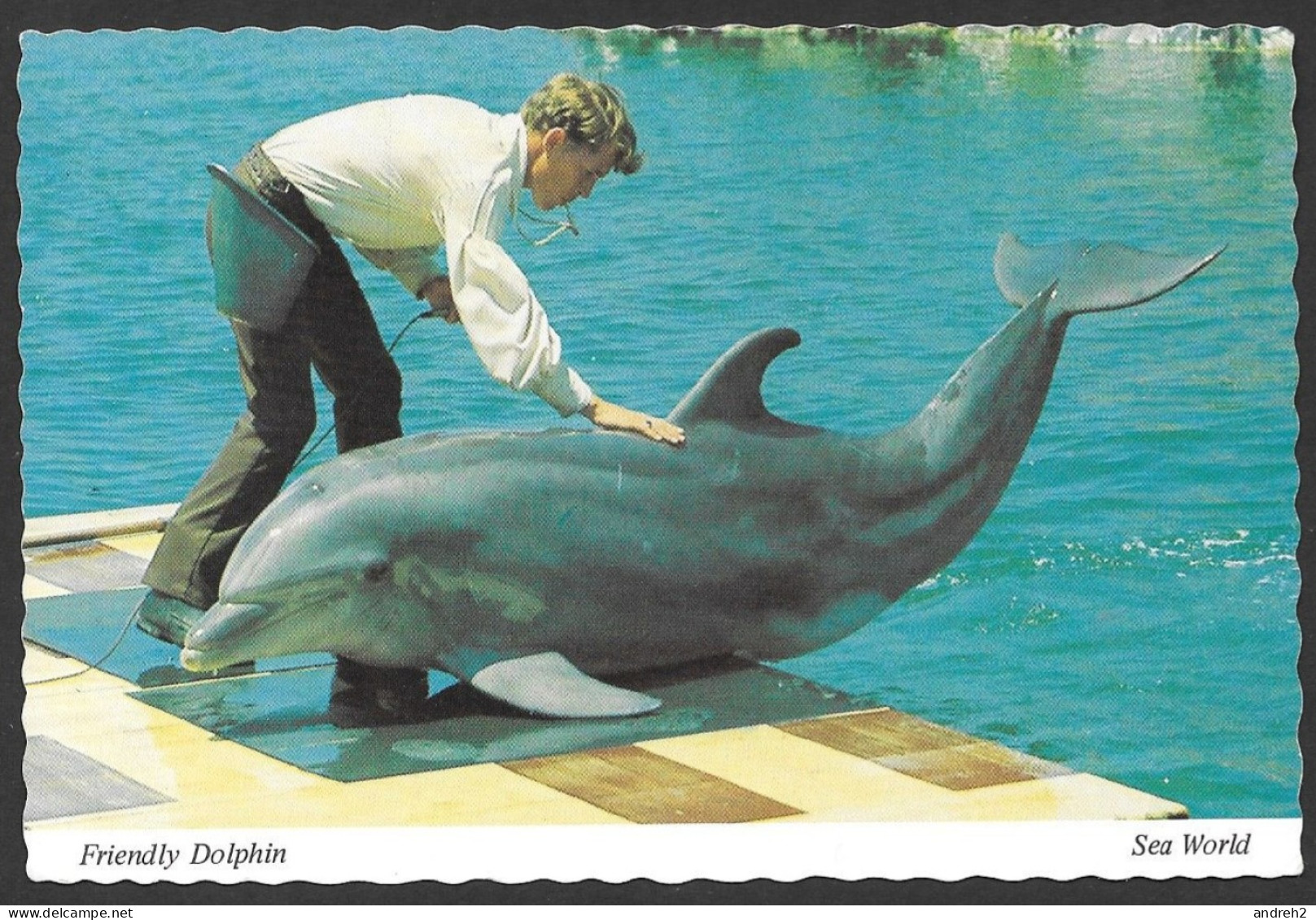 Dolphin - Friendly Dolphin Sea World San Diego California - Uncirculated  Non Circulée - By Sea World - No: B4484 - Dauphins