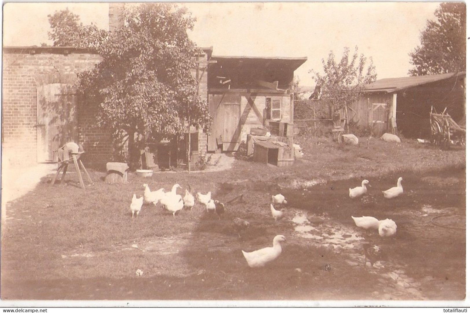 RIBNITZ Bauernhof Idylle Hühner Enten Schleifstein Original Private Braune Fotkarte Ungelaufen - Ribnitz-Damgarten