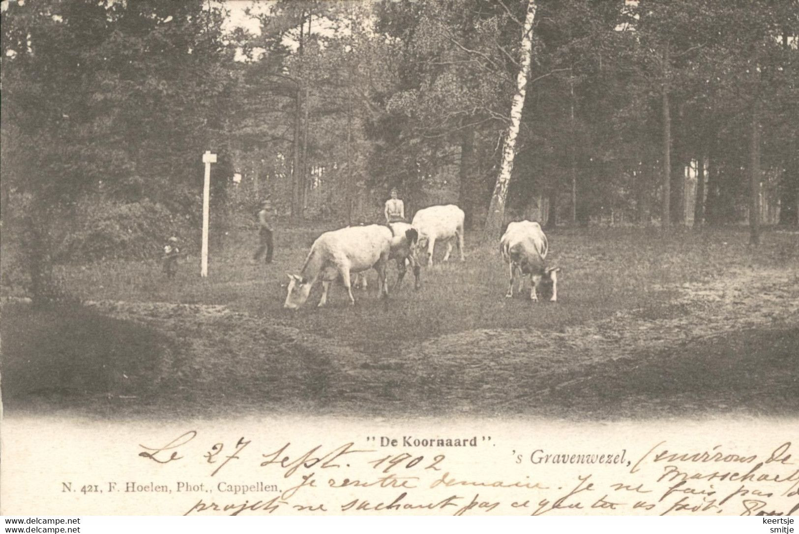 'S-GRAVENWEZEL SCHILDE 1904 DE KOORNAARD - WEIDE MET VEE KOEIEN - HOELEN KAPELLEN 421 - Schilde