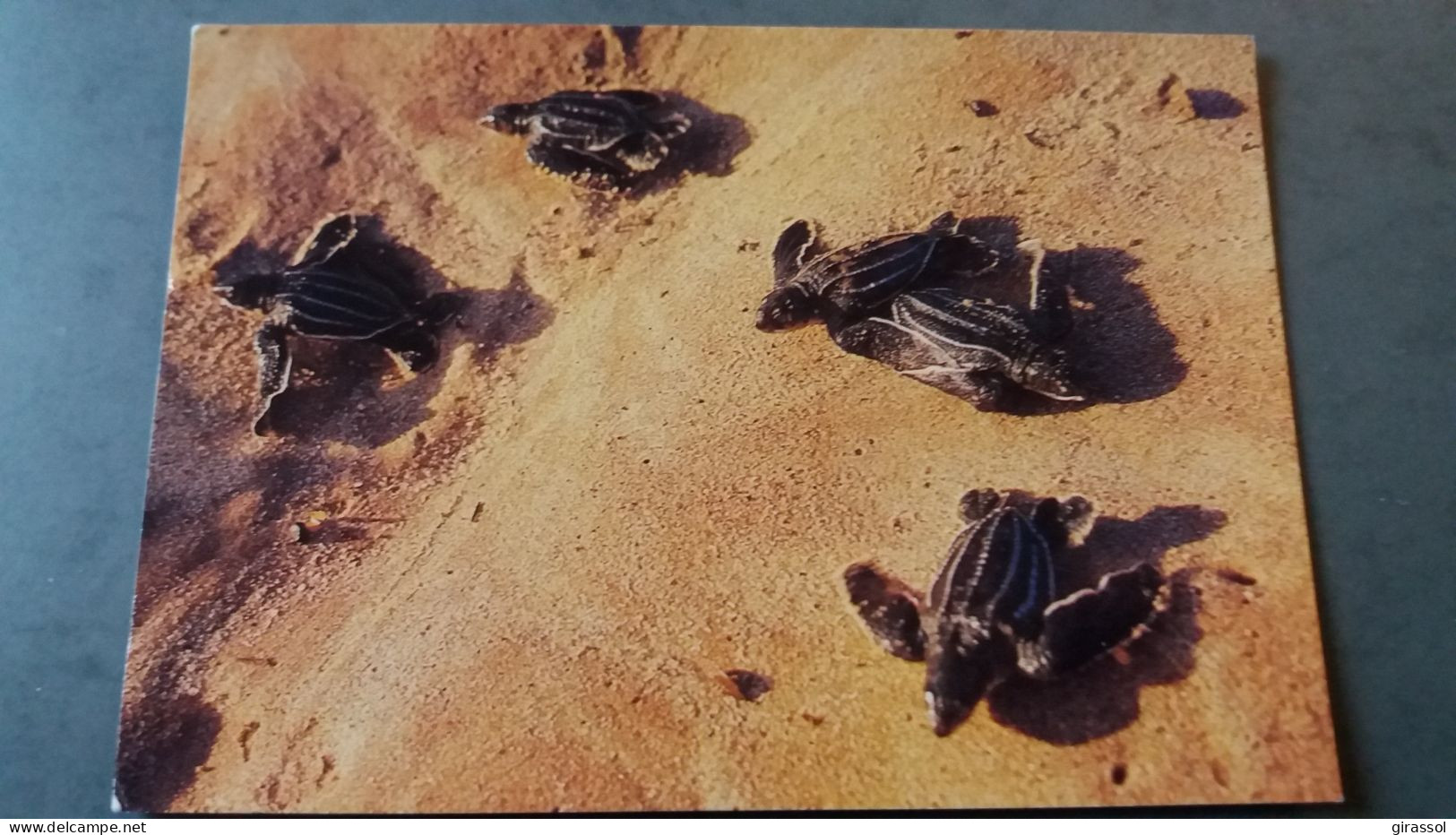 CPM FAUNE LES HATTES ECLOSION DE PETITES TORTUES LUTH ED DELABERGERIE 595 ? TORTUE TORTILLON - Turtles