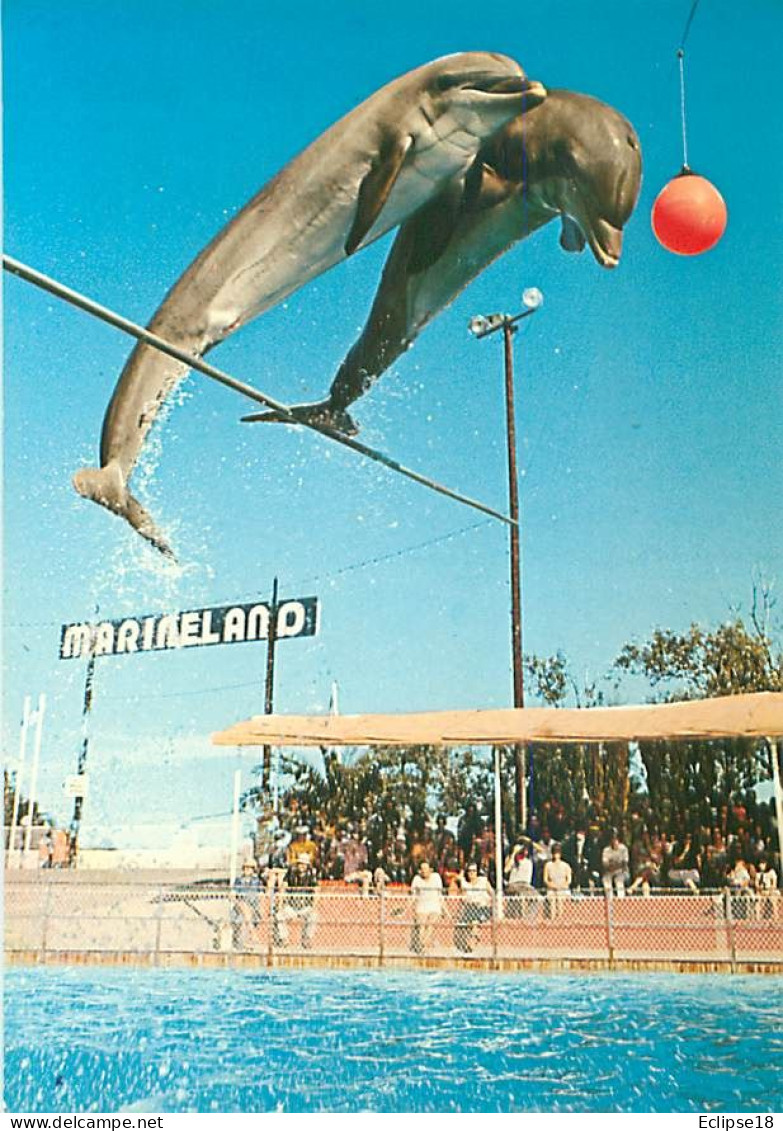 Marineland - Antibes  - Groupe De Dauphins A 5 Metres  F 75 - Dolphins