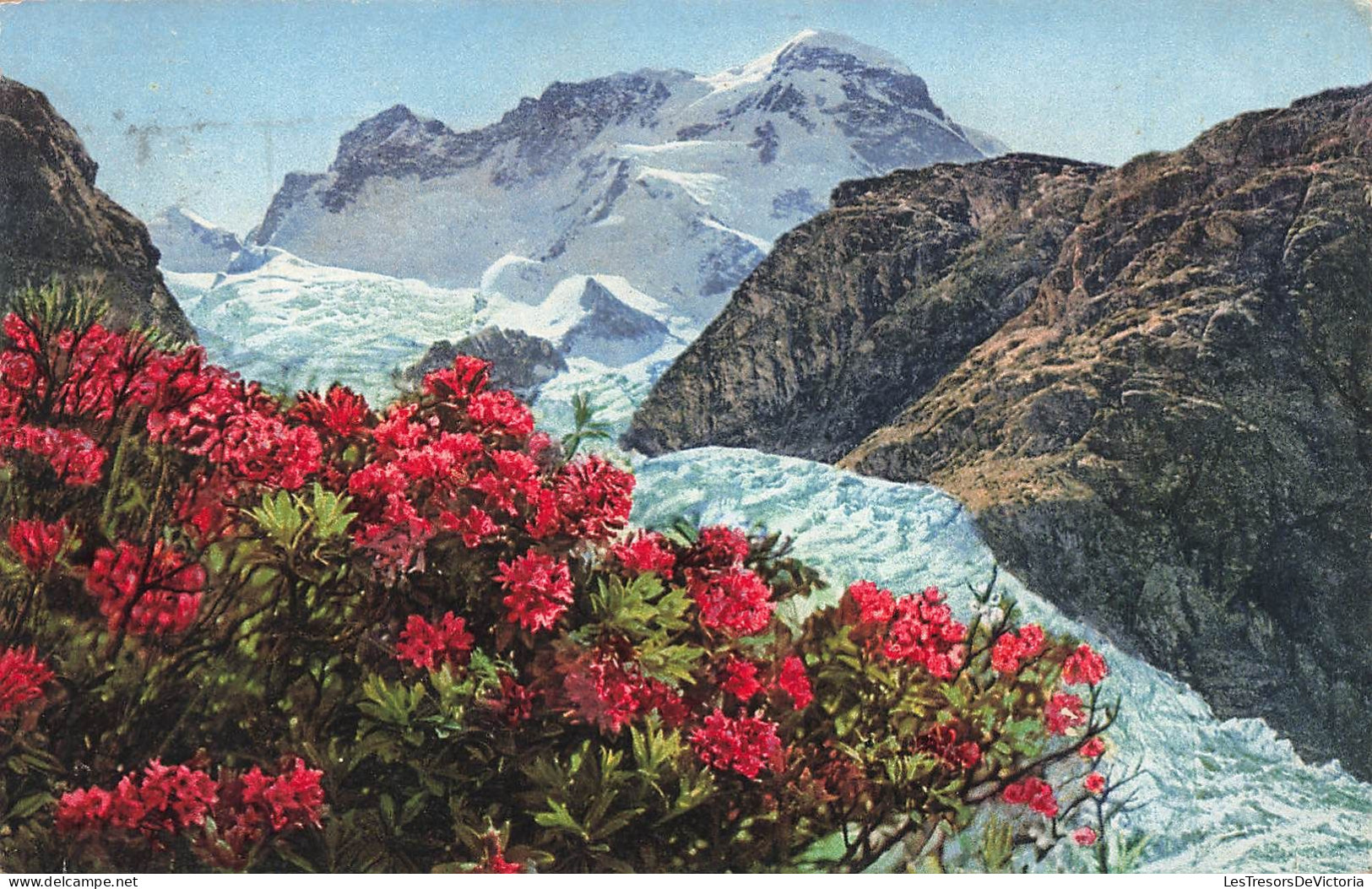 SUISSE - Bern - Rostblättrige Alpenrose - Rhododendron Ferrugineum - Colorisé - Carte Postale Ancienne - Bern