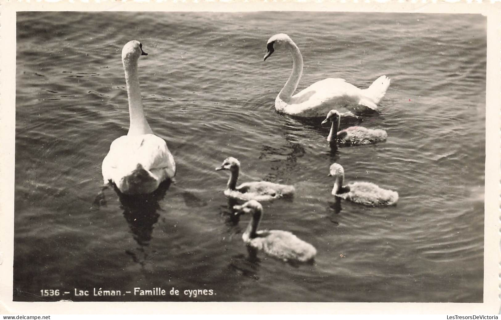 SUISSE - Lutry - Lac Léman - Famille De Cygnes - Carte Postale Ancienne - Lutry