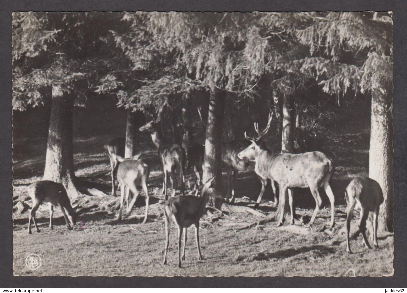 079330/ NASSOGNE, Parc à Gibier, Une Harde De Cerfs - Nassogne