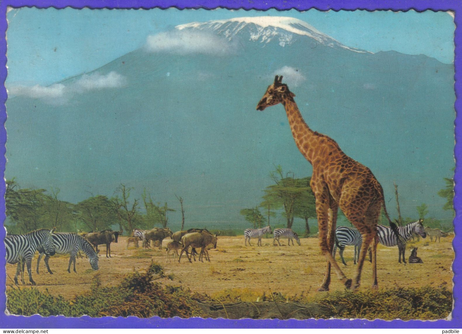 Carte Postale Animaux  Girafes Au Kilimanjaro  Très Beau Plan - Girafes