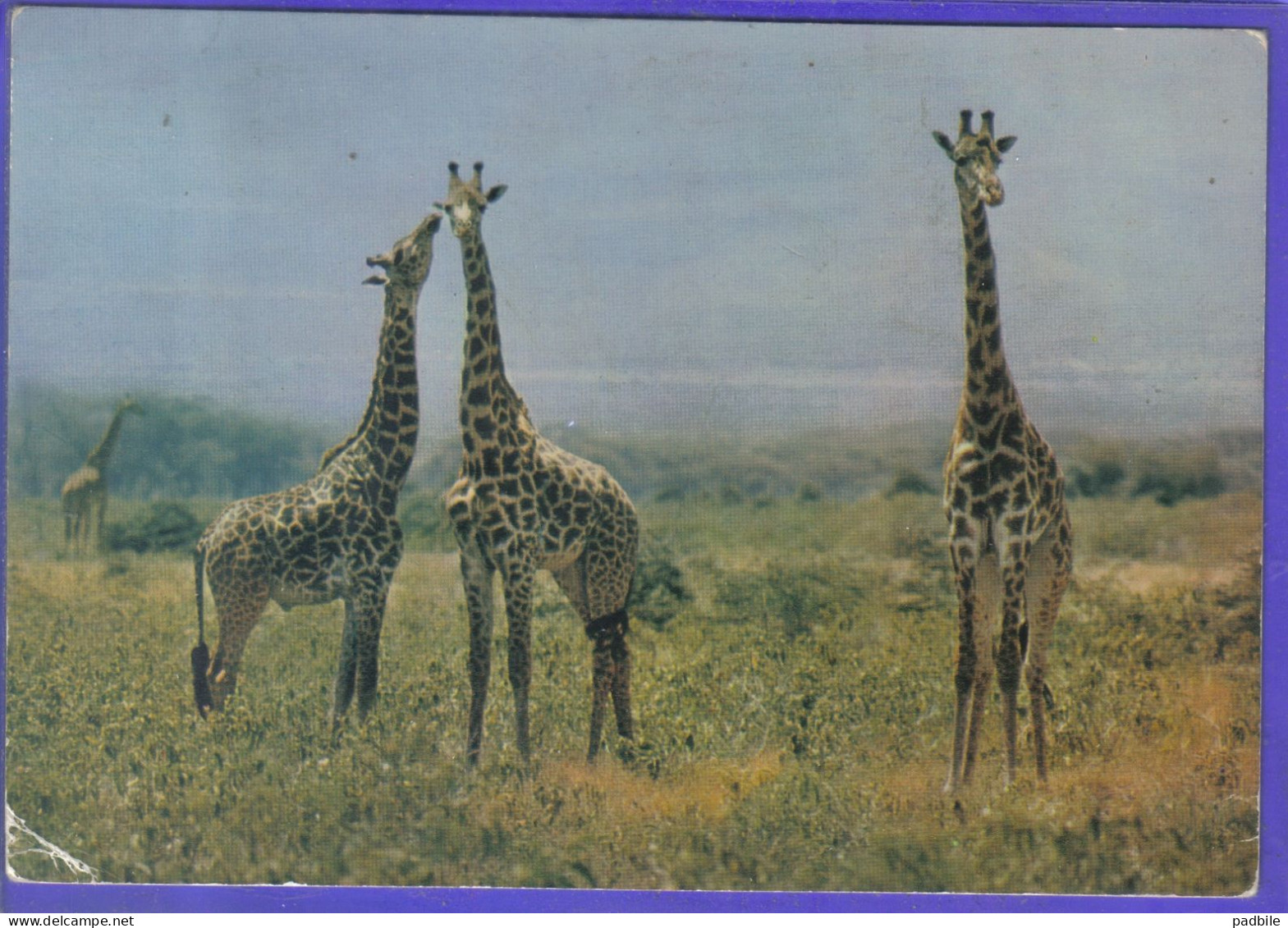 Carte Postale Animaux  Girafes Giraffes  éditions HOA QUI N° 4289  Très Beau Plan - Giraffes