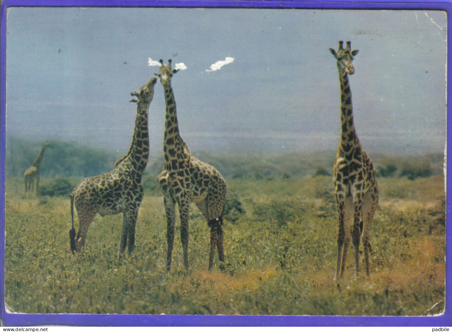 Carte Postale Animaux  Girafes Giraffes  éditions HOA QUI N° 4289  Très Beau Plan - Giraffes