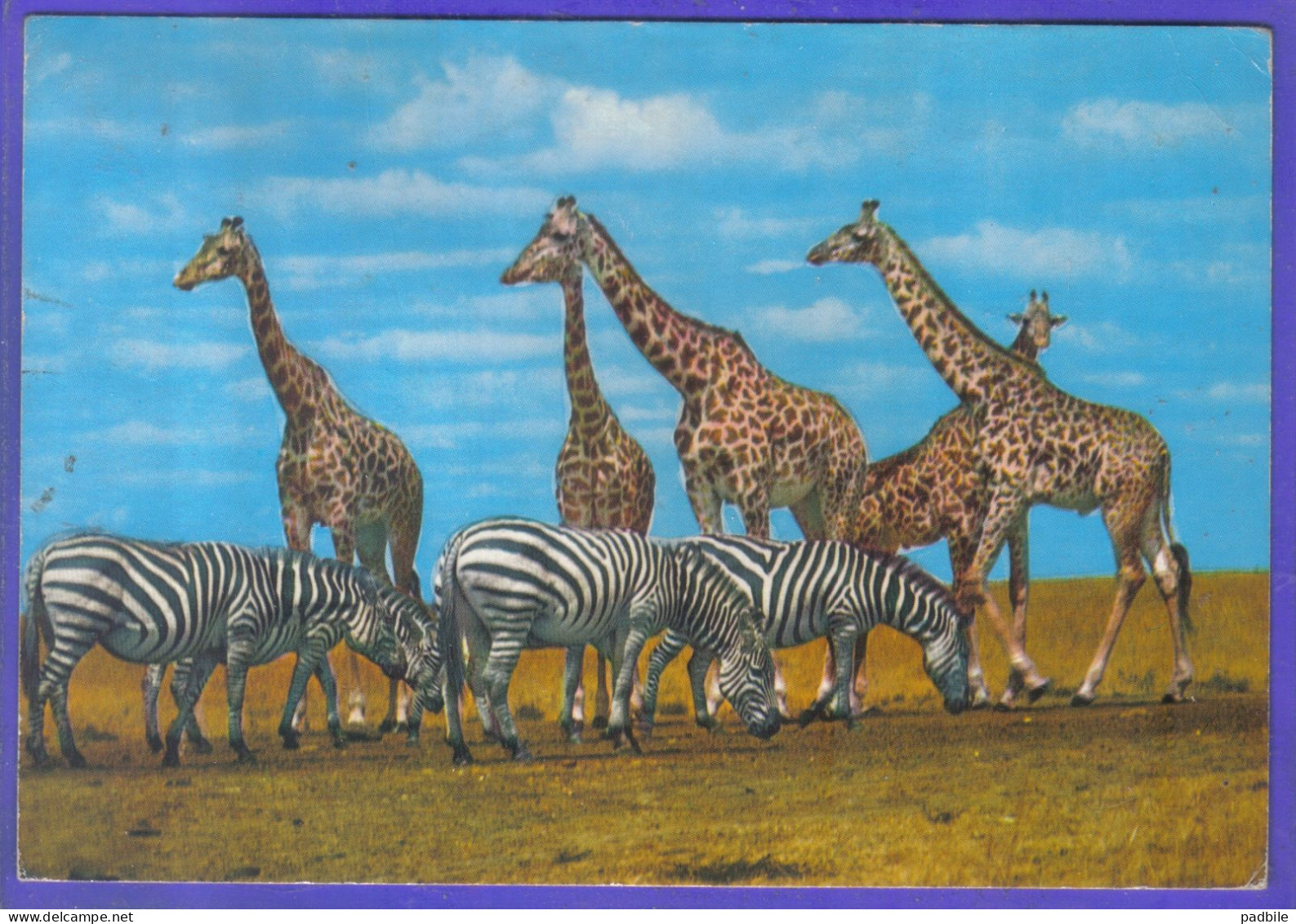 Carte Postale Animaux  Girafes Giraffes  Et Zèbres  Très Beau Plan - Giraffes