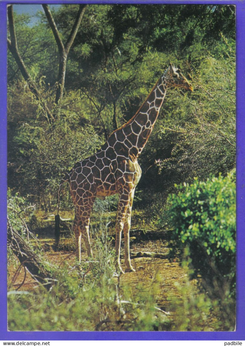 Carte Postale Animaux  Girafes Giraffes   Très Beau Plan - Giraffes