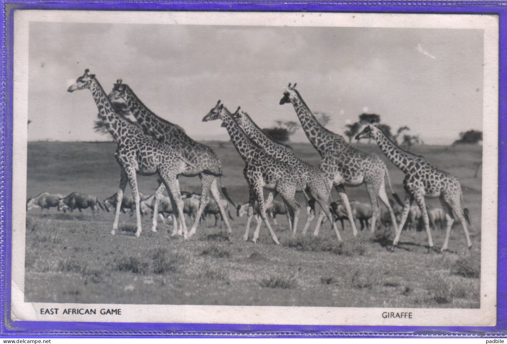 Carte Postale Animaux  Girafes Giraffes   Très Beau Plan - Giraffes