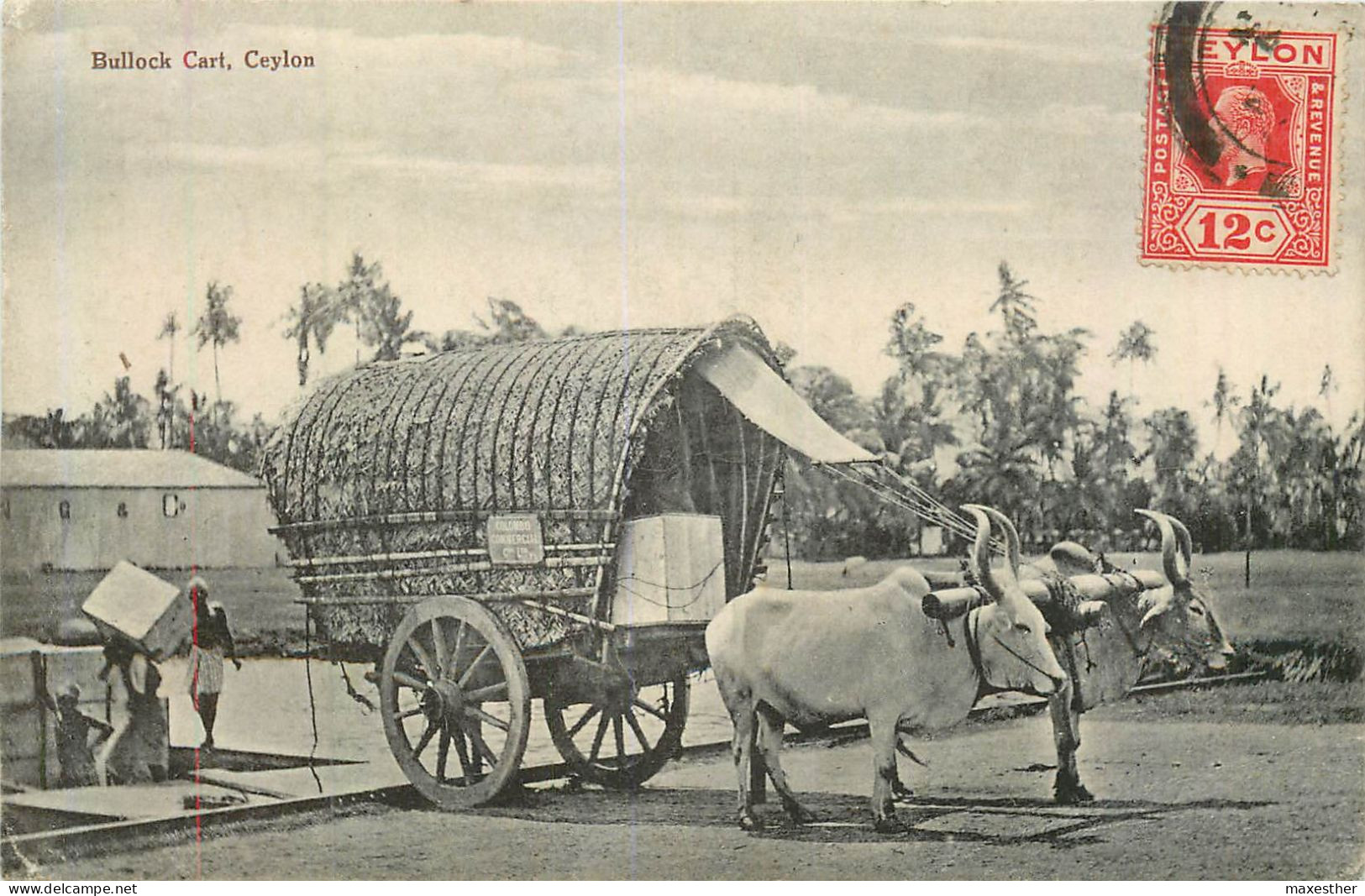 SRI LANKA Cariole Attelée - Sri Lanka (Ceylon)