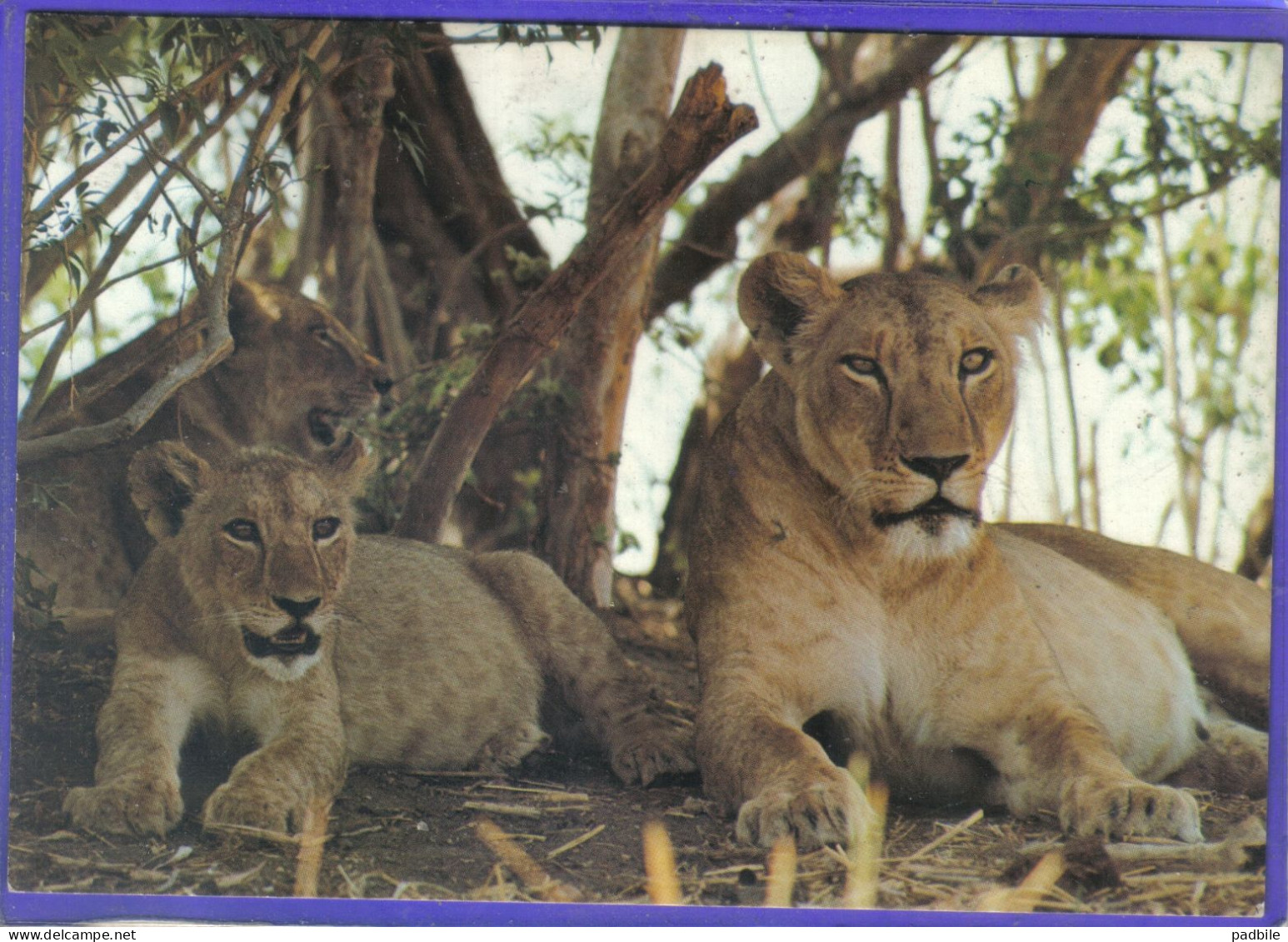 Carte Postale Animaux  Faune  Lions Family   Très Beau Plan - Lions