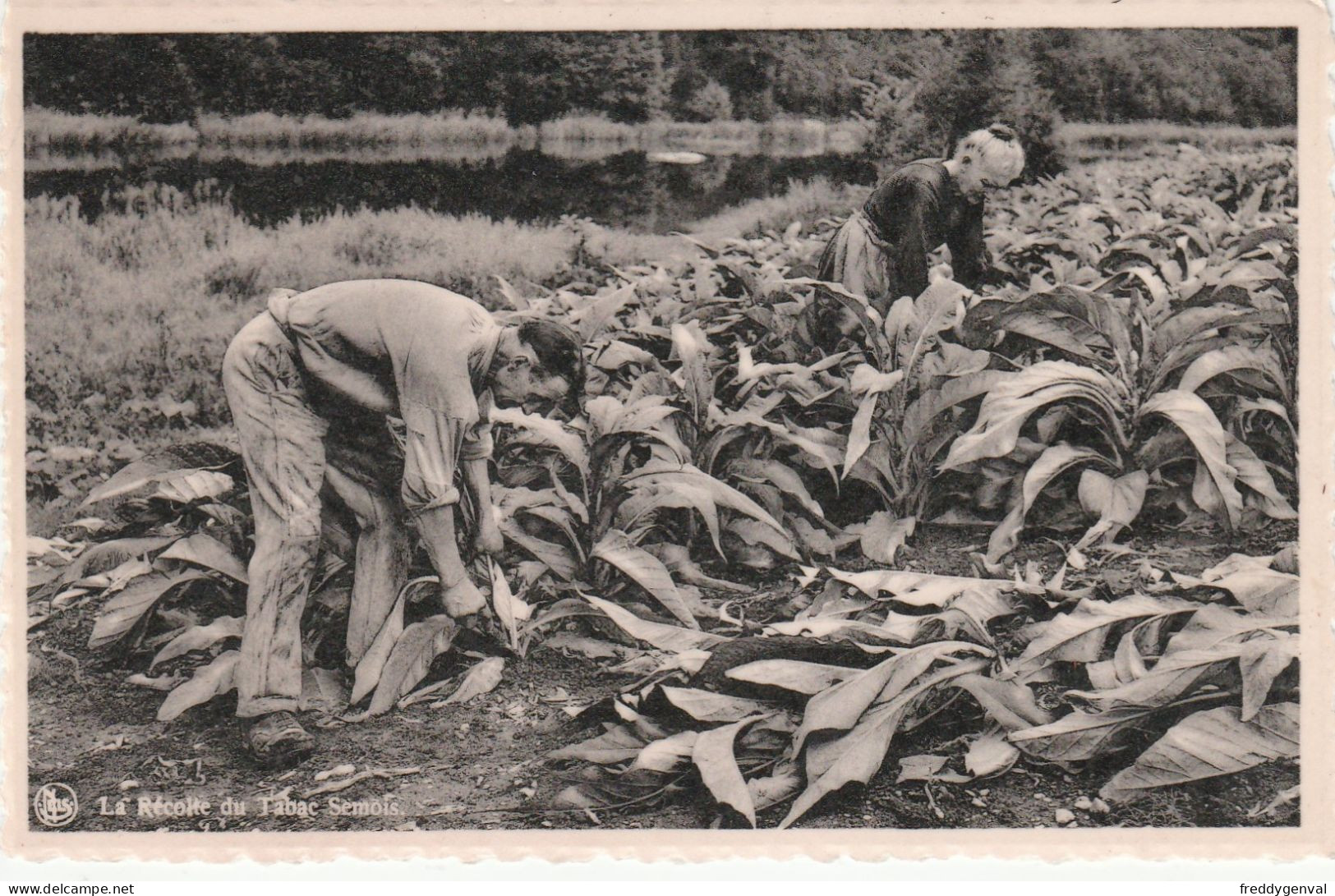 HERBEUMONT RECOLTE  DU TABAC - Herbeumont