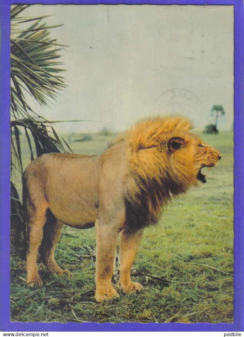 Carte Postale Animaux  Faune  Lions   Très Beau Plan - Lions