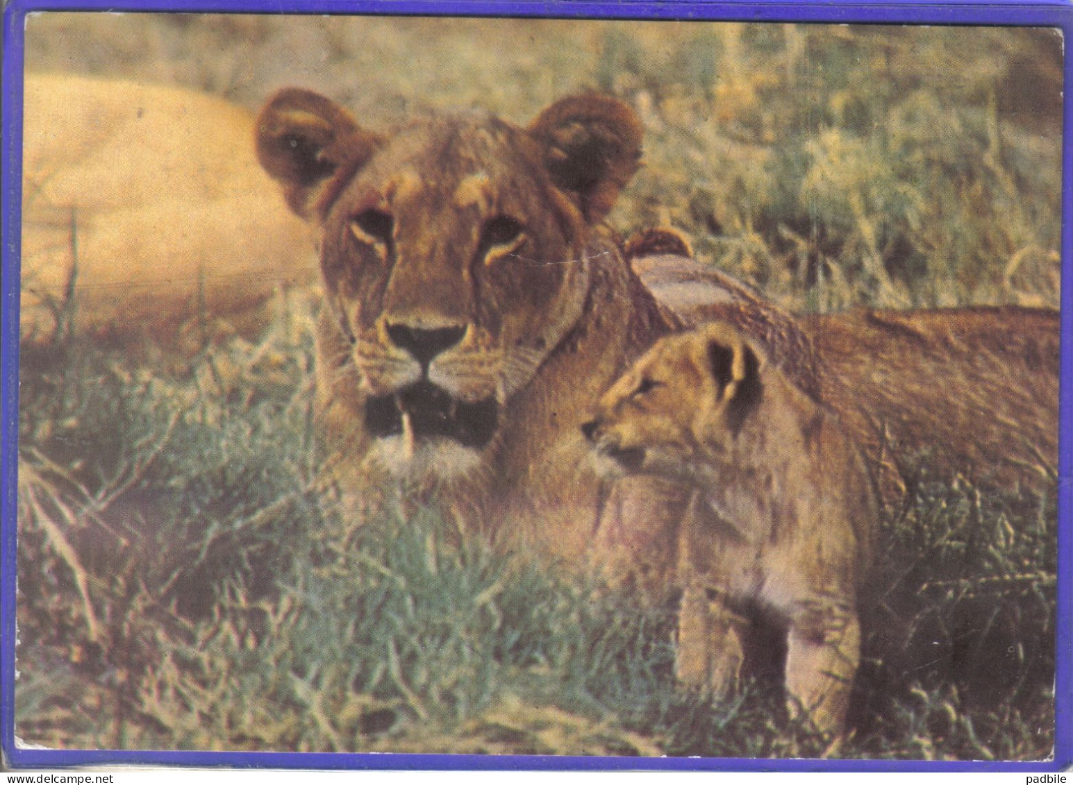 Carte Postale Animaux  Faune  Lions   Très Beau Plan - Lions