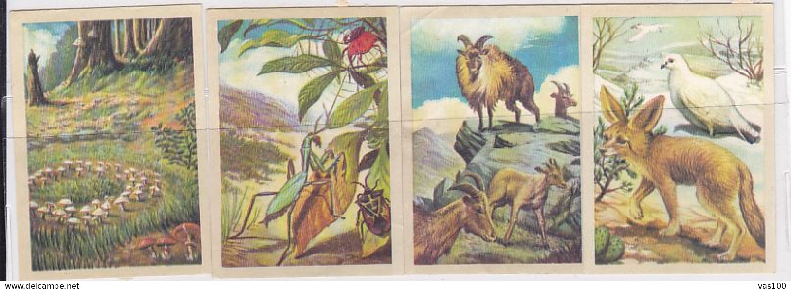 TRADE CARDS, CHOCOLATE, JACQUES, MUSHROOMS, INSECTS, ANIMALS, BIRD, 4X - Jacques