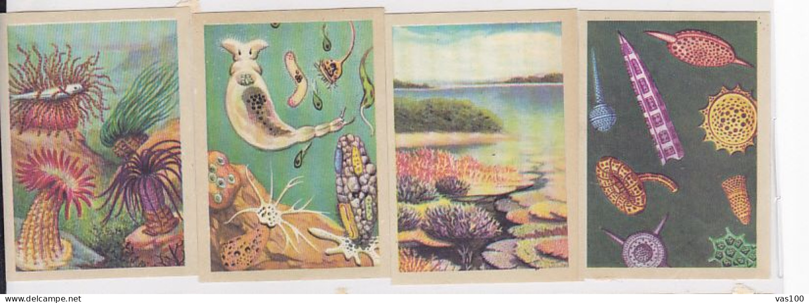 TRADE CARDS, CHOCOLATE, JACQUES, MARINE LIFE, CORALS AND INVERTEBRATES, 4X - Jacques